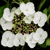 4054 - HYDRANGEA macrophylla 'LIBELLE'