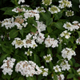 9691 - HYDRANGEA macrophylla 'LANARTH WHITE'