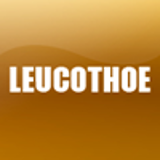 LEUCOTHOE
