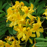 4687 - RHODODENDRON luteum