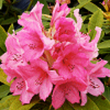 832 - RHODODENDRON hybride 'ANNA ROSE WHITNEY'