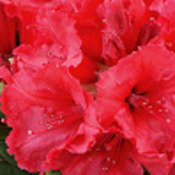 843 - RHODODENDRON hybride 'RED JACK'