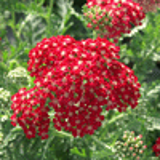 100023 - ACHILLEA millefolium 'Braise'