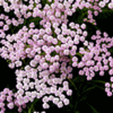 100025 - ACHILLEA millefolium 'Lilac Beauty'