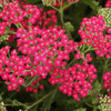 100027 - ACHILLEA millefolium 'Red Beauty'