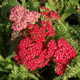100028 - ACHILLEA millefolium 'Red Velvet'