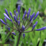 100077 - AGAPANTHUS 'Dr Brouwer'