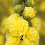 100112 - ALCEA rosea Chater's Double jaune