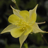 100201 - AQUILEGIA chrysantha 'Yellow Queen'