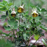 104113 - AQUILEGIA viridiflora