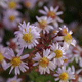 100290 - ASTER 'Esther'