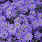 100295 - ASTER 'Lady in Blue' (Dumosus Group)