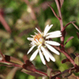100297 - ASTER lateriflorus 'Lady in Black'