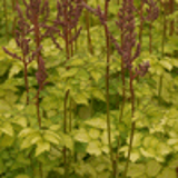 100359 - ASTILBE 'Beauty of Lisse' (Color Flash Lime)