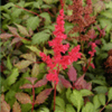 100367 - ASTILBE 'Fanal' (Arendsii Group)