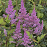 100373 - ASTILBE 'Hyazinth'(Arendsii Group)
