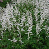 100376 - ASTILBE 'Mont Blanc' (Arendsii Group)