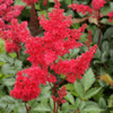 100377 - ASTILBE 'Montgomery' (Japonica Group)