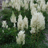 100385 - ASTILBE 'Weisse Gloria' (Arendsii Group)