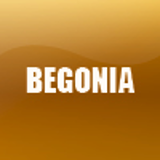 BEGONIA