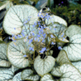 100466 - BRUNNERA macrophylla 'Jack Frost' ®