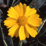 100663 - COREOPSIS grandiflora 'Badengold'