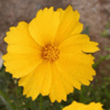 100668 - COREOPSIS grandiflora 'Mayfield Giant'