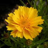 100670 - COREOPSIS grandiflora 'Sunray'