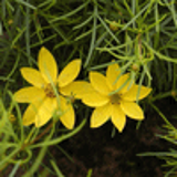 100681 - COREOPSIS verticillata 'Grandiflora'