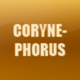 CORYNEPHORUS