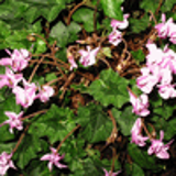 100710 - CYCLAMEN hederifolium
