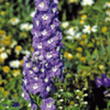100748 - DELPHINIUM 'Summer Skies' (Pacific Giant Group)