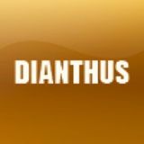 DIANTHUS
