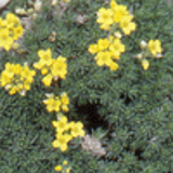 100822 - DRABA bruniifolia (olympica)