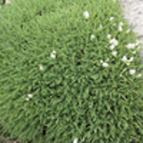 100924 - ERODIUM chrysanthum