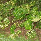 100978 - FARFUGIUM japonicum 'Aureomaculata' (Ligularia)