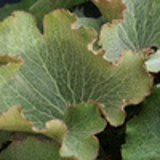 100979 - FARFUGIUM japonicum 'Cristata' (Ligularia)