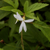 101136 - GILLENIA trifoliata