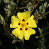 101162 - HALIMIUM halimifolium