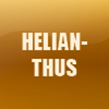 HELIANTHUS