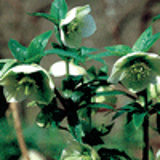 101252 - HELLEBORUS orientalis