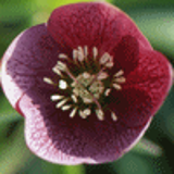101254 - HELLEBORUS orientalis 'Red Hybrids'