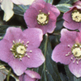 101257 - HELLEBORUS purpurascens