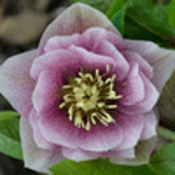 104151 - HELLEBORUS orientalis 'Wilgenbroek Double Pink'