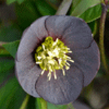 104153 - HELLEBORUS orientalis 'Wilgenbroek Slaty Blue'