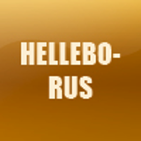 HELLEBORUS