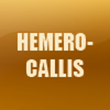 HEMEROCALLIS