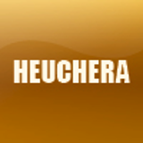 HEUCHERA