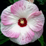 101378 - HIBISCUS 'Southern Belle'