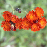 101379 - HIERACIUM aurantiacum (Pilosella aurantiaca)
